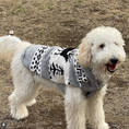 Load image into Gallery viewer, Reindeer Shawl Dog Sweater
