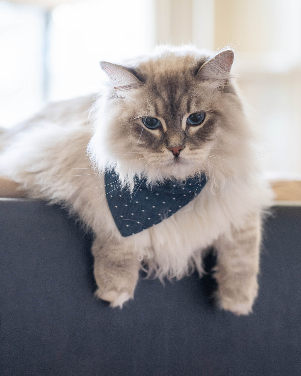 CLASSIC BANDANA - Southlake Paws