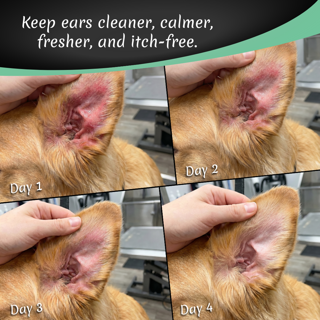 Orecchio #2 Melon Scented Ear Cleaner 8oz by Dog Fashion Spa