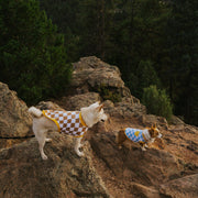 Dog Cotton Smiley Tee 