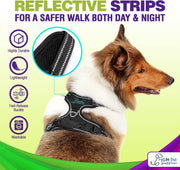 Dog Harness Walking kit and Leash Set