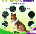 Dog Harness Walking kit and Leash Set