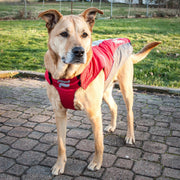 Dog Helios ® Altitude-Mountaineer Wrap-Hook-and-Loop Waterproof Dog Coat