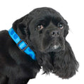 Load image into Gallery viewer, Polka Dot Dog Collars, Leads, and Bows - Monotone - 6 Styles

