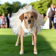 Fancy Bridal Dog Tutu Party Dress