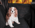 Load image into Gallery viewer, PupProtector™ Car Door Guard (2 pack) - Southlake Paws

