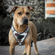 The “Dragon's Eye” Harness LIMITED! 