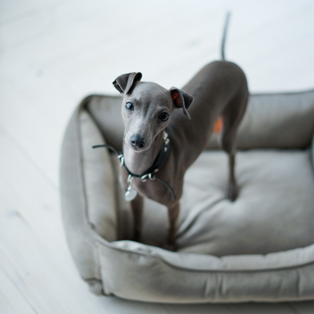 Chester & Lee | Classic Velvet Sleeper Dog Bed Gray - image 6