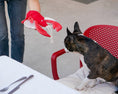 Load image into Gallery viewer, Pet Toy - Lobster Sebastian - Southlake Paws
