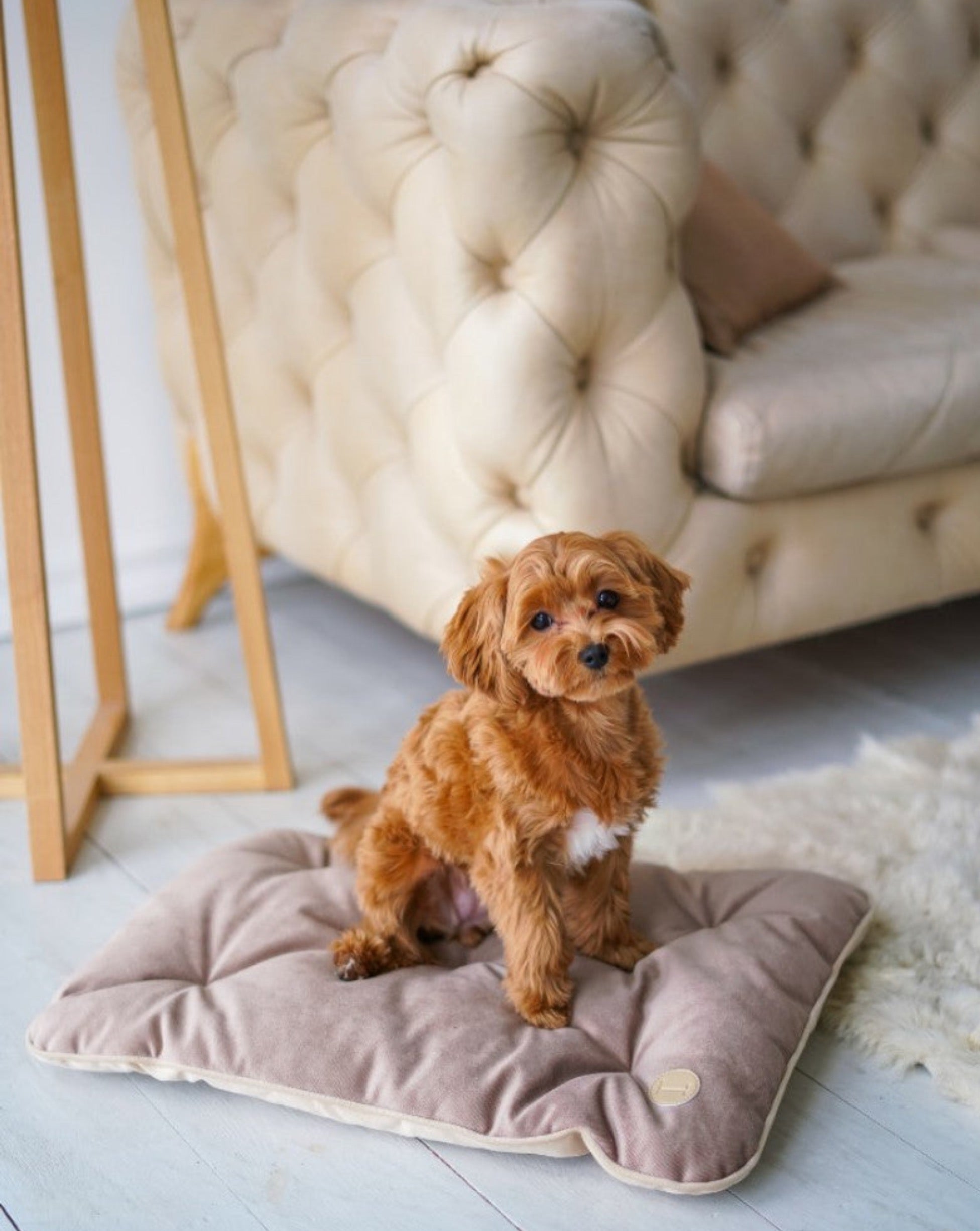 Tomas Pillow for Small Dogs - Southlake Paws