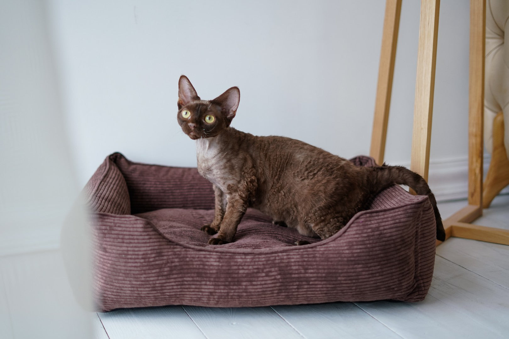 Corduroy Cat Bed Dreamer - Southlake Paws