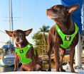 Load image into Gallery viewer, EcoBark Lime Green Step In Dog Harness - Reflective Soft Mesh Harness for Teacup, Small Dogs and Puppies
