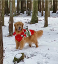 Load image into Gallery viewer, Christmas Elf Holiday Dog Sweater
