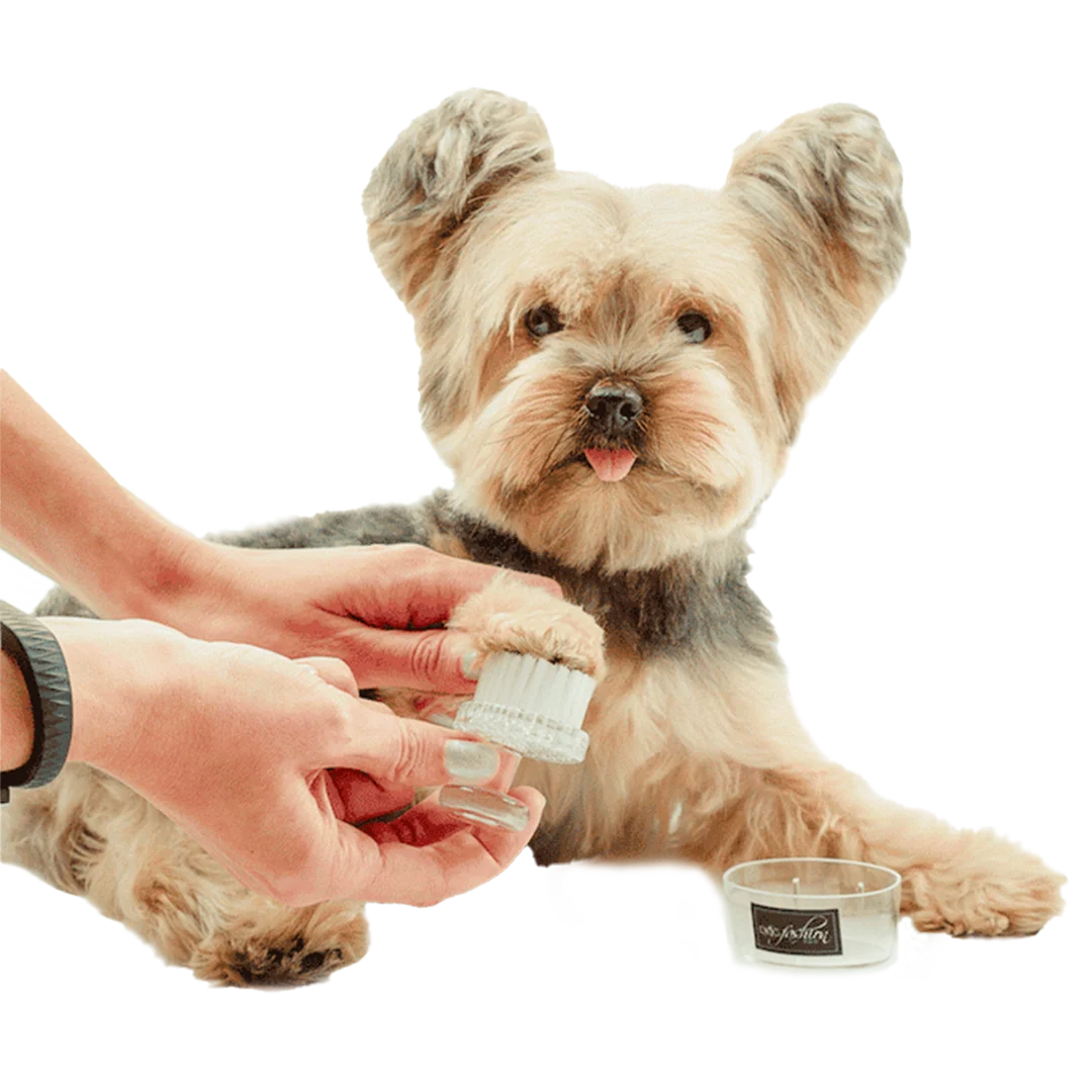 Purple Face and Paw Brush by Dog Fashion Spa
