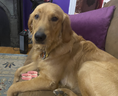 Load image into Gallery viewer, Macarons Organic Dog Treats
