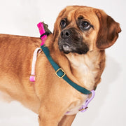 Jolie Webbing Dog Harness – Durable, Adjustable & Stylish | Found My Animal