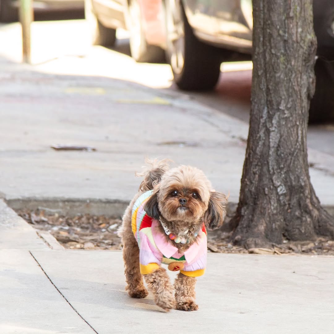 Puffers, Hoodies, Coats Premium Found My Animal Hotdog 3D Icon Sweater