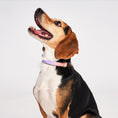 Load image into Gallery viewer, Dog Collars Premium Found My Animal Jolie Flat Web Dog Collar
