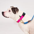 Load image into Gallery viewer, Dog Collars Premium Found My Animal Jolie Flat Web Dog Collar
