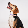 Load image into Gallery viewer, Found My Animal Jolie Flat Web Dog Collar

