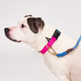 Load image into Gallery viewer, Found My Animal Jolie Flat Web Dog Collar
