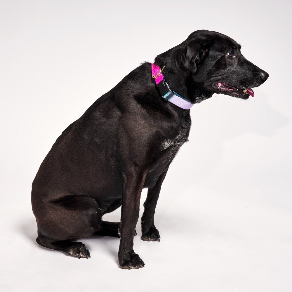 Dog Collars Premium Found My Animal Jolie Flat Web Dog Collar