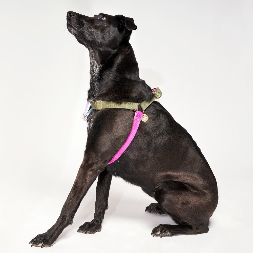 Dog & Cat Harnesses Premium Jolie Webbing Dog Harness – Durable, Adjustable & Stylish | Found My Animal