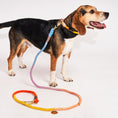 Load image into Gallery viewer, Found My Animal Soleil Cotton Rope Dog Collar
