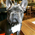 Load image into Gallery viewer, "Frenchie" collar
