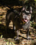 Load image into Gallery viewer, 'Frenchie'' studded leather harness Small to Medium Size
