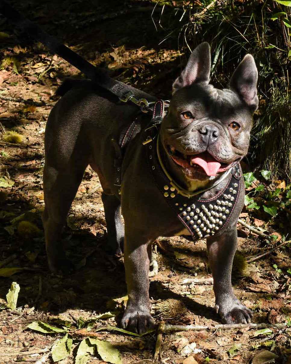 'Frenchie'' studded leather harness Small to Medium Size