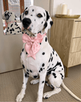 Load image into Gallery viewer, Wander! Waterproof Collar - Blossom
