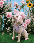 Load image into Gallery viewer, Wander! Bow Harness Lilac
