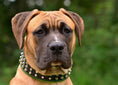 Load image into Gallery viewer, The "Stud" dog collar

