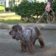 Gentleman Multicolor Dog Leash