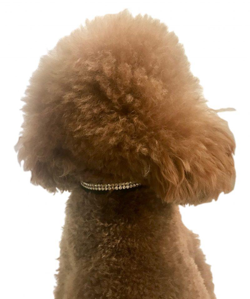 Glamour Girl Ultrasuede Collar w/ Swarovski Crystal, Black 