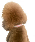 Load image into Gallery viewer, Glamour Girl Ultrasuede Collar w/ Swarovski Crystal, Bubblegum 
