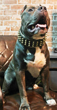 Load image into Gallery viewer, The "Gold Giant" collar
