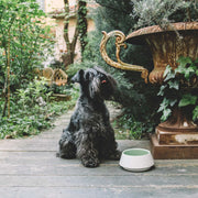 White and green ceramic dog bowl