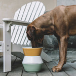 Green and white ceramic dog bowl