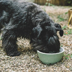 Green and white ceramic dog bowl
