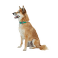 Load image into Gallery viewer, Dog Collar.
