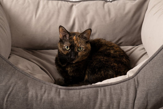 GreenDog Kuddler- Luxe Neutral - Bolster Dog Bed