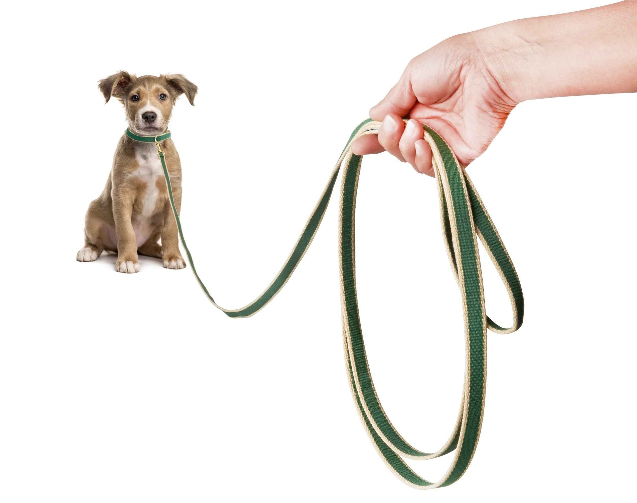 Up Country Color Market Training Cast Brass Pet Accessory