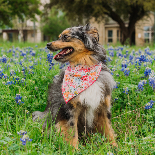 Groovy Fuchsia Florals Dog Bandana