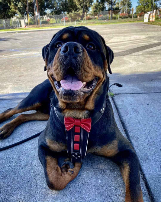 Bestia ''Bowtie'' leather harness