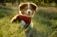 Load image into Gallery viewer, EcoBark Chery Red Dog Harness - Over-the-Head Soft Mesh Dog Vest Halter for Small to Medium Dogs and Puppies
