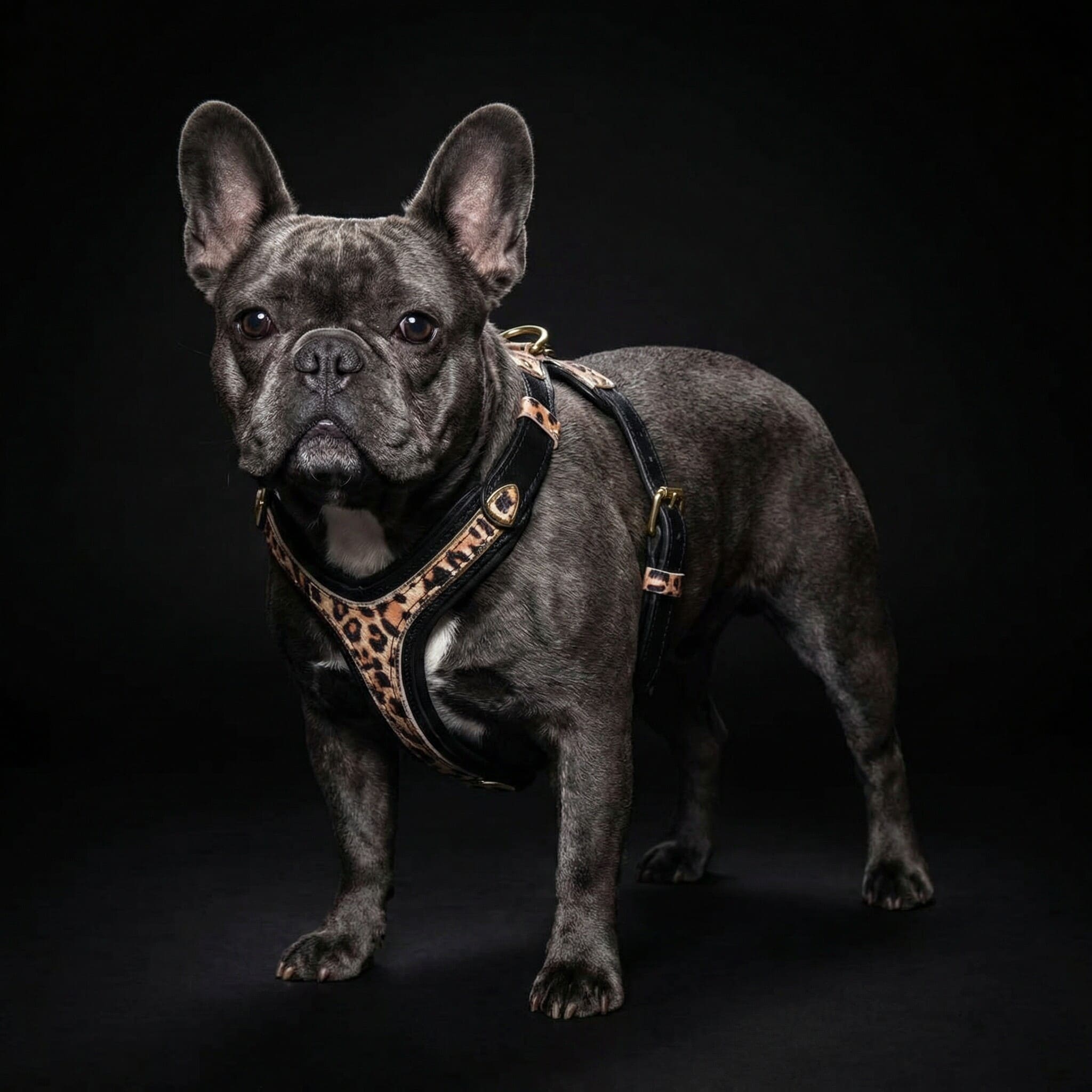 The Leopard Harness Small to Medium Size