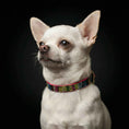 Load image into Gallery viewer, The "Moby" puppy collar

