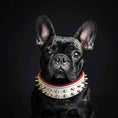 Load image into Gallery viewer, White "Frenchie" dog collar

